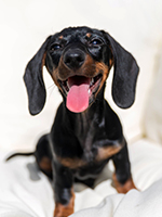 small dog breeds