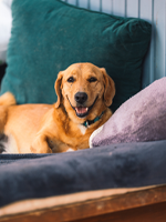low-maintenance dog breeds