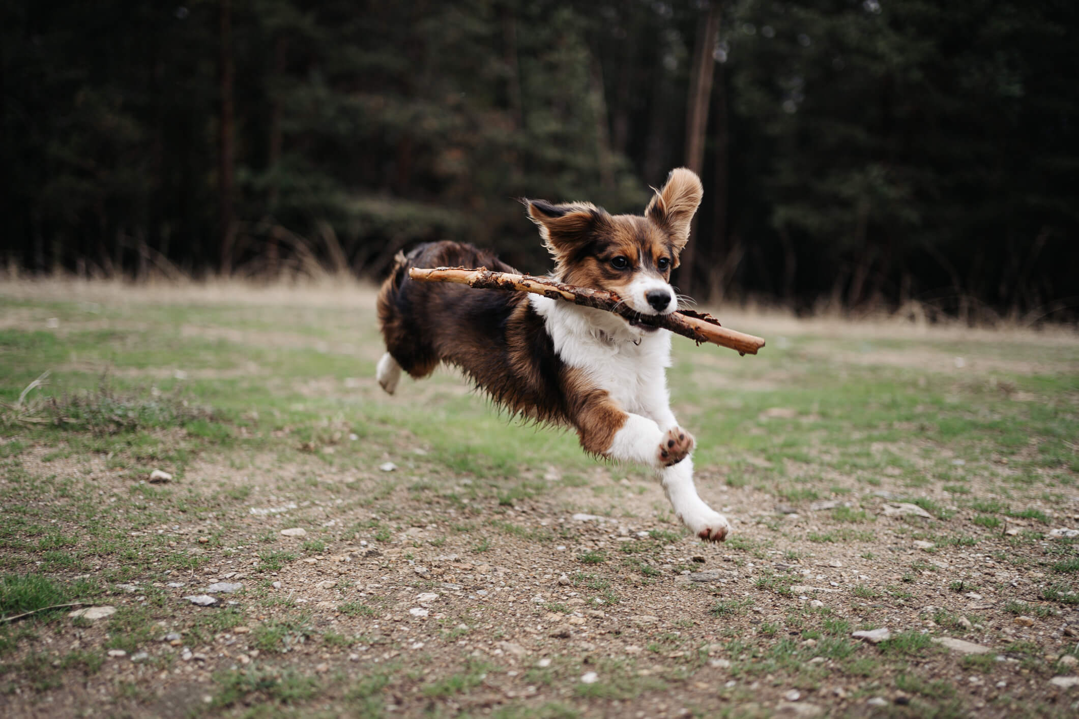 An active puppy playing outside