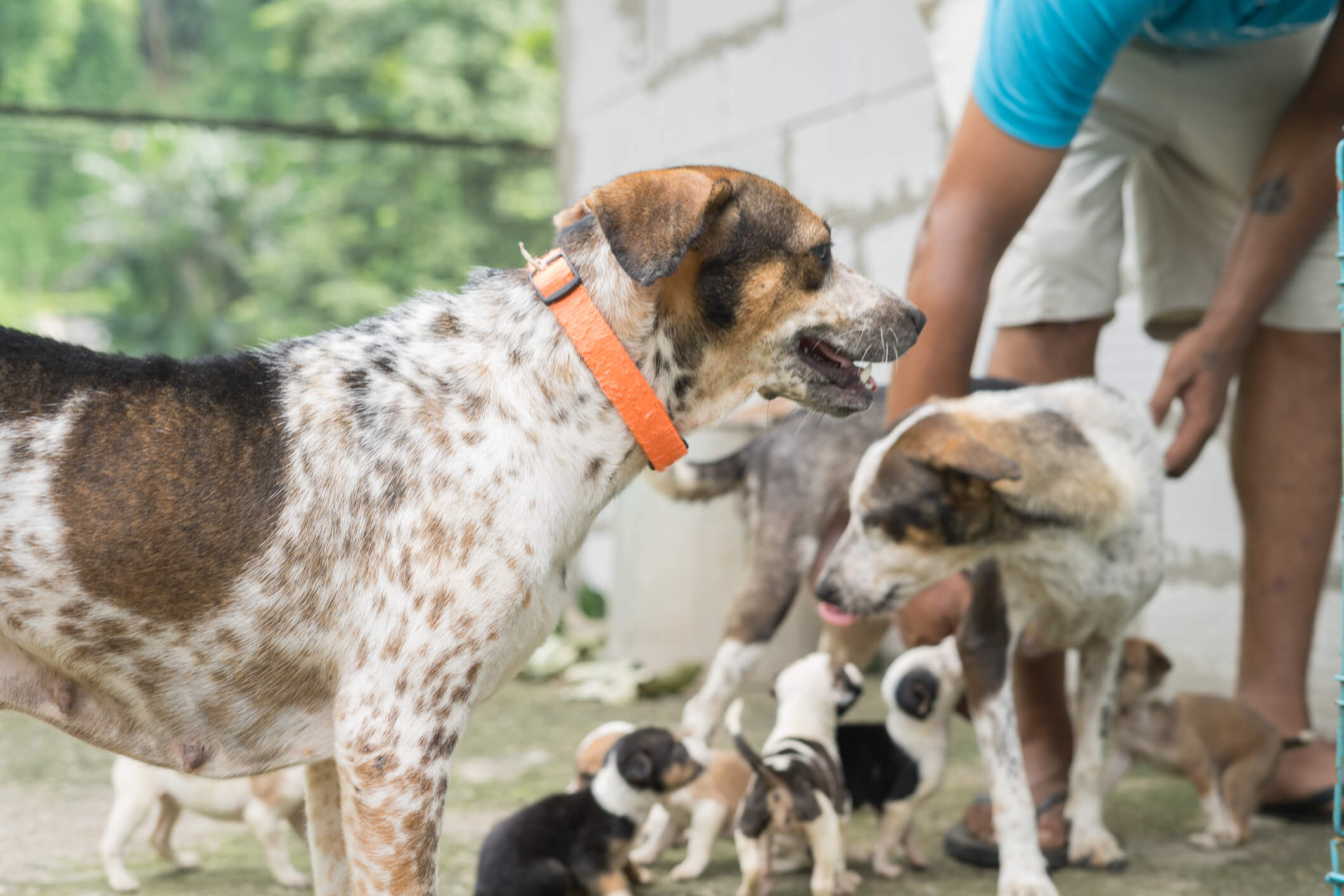 Dogs in an animal shelter along with their care takers