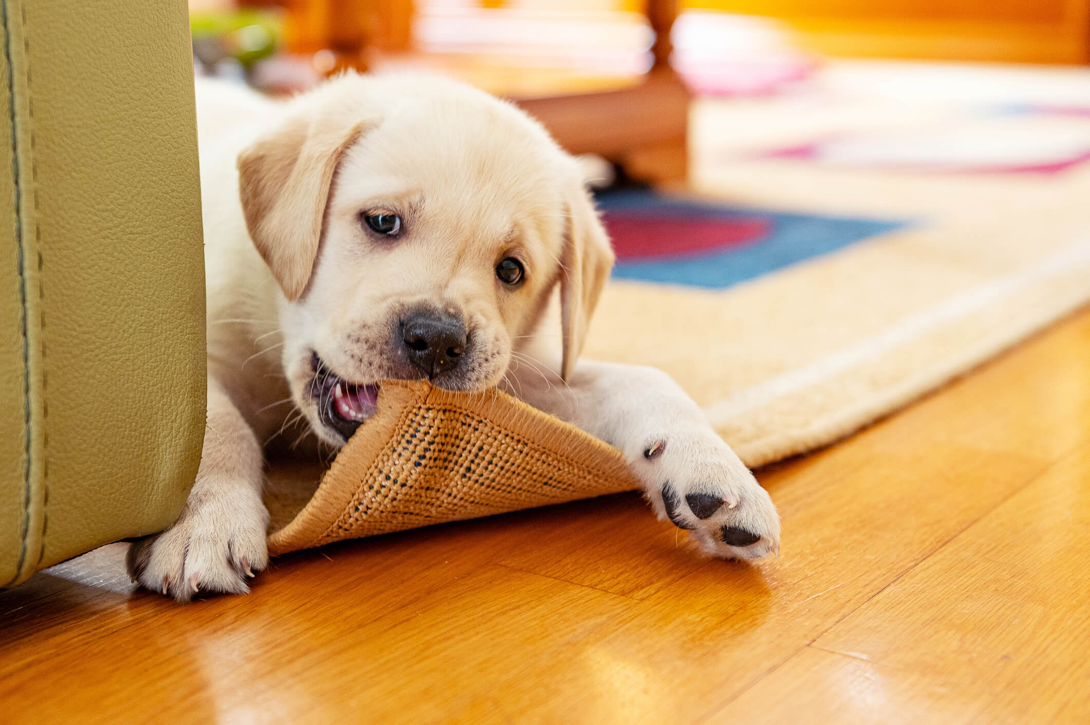 An active puppy playing outside