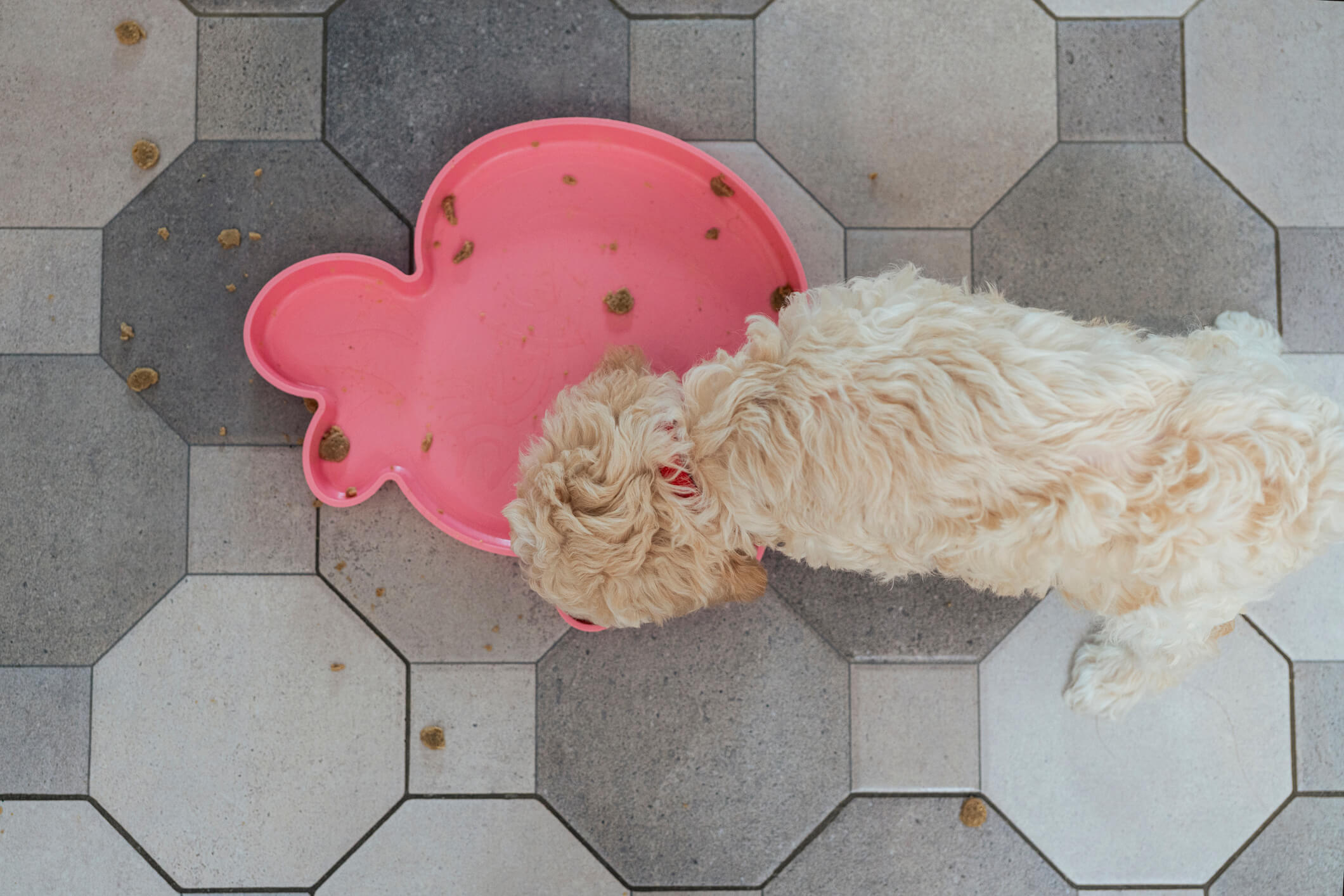 A Dog eating its food and spilled food as well
