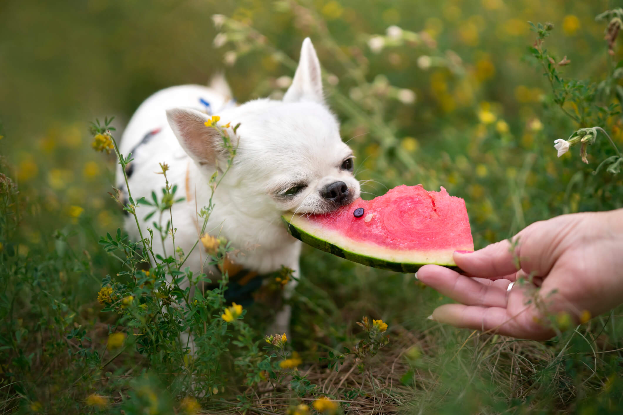 Dog enjoying its food