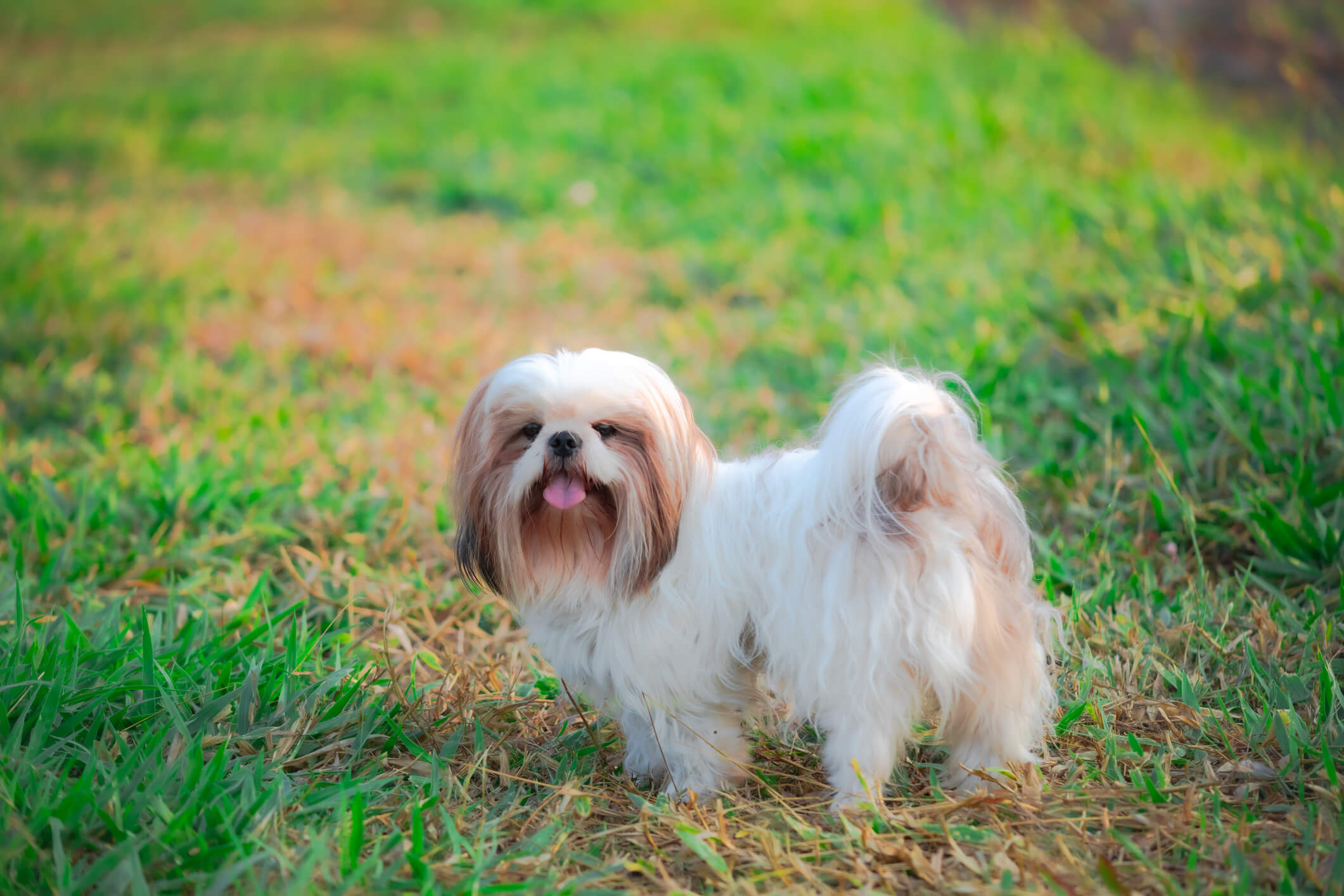 Dogs That Love To Be Active 