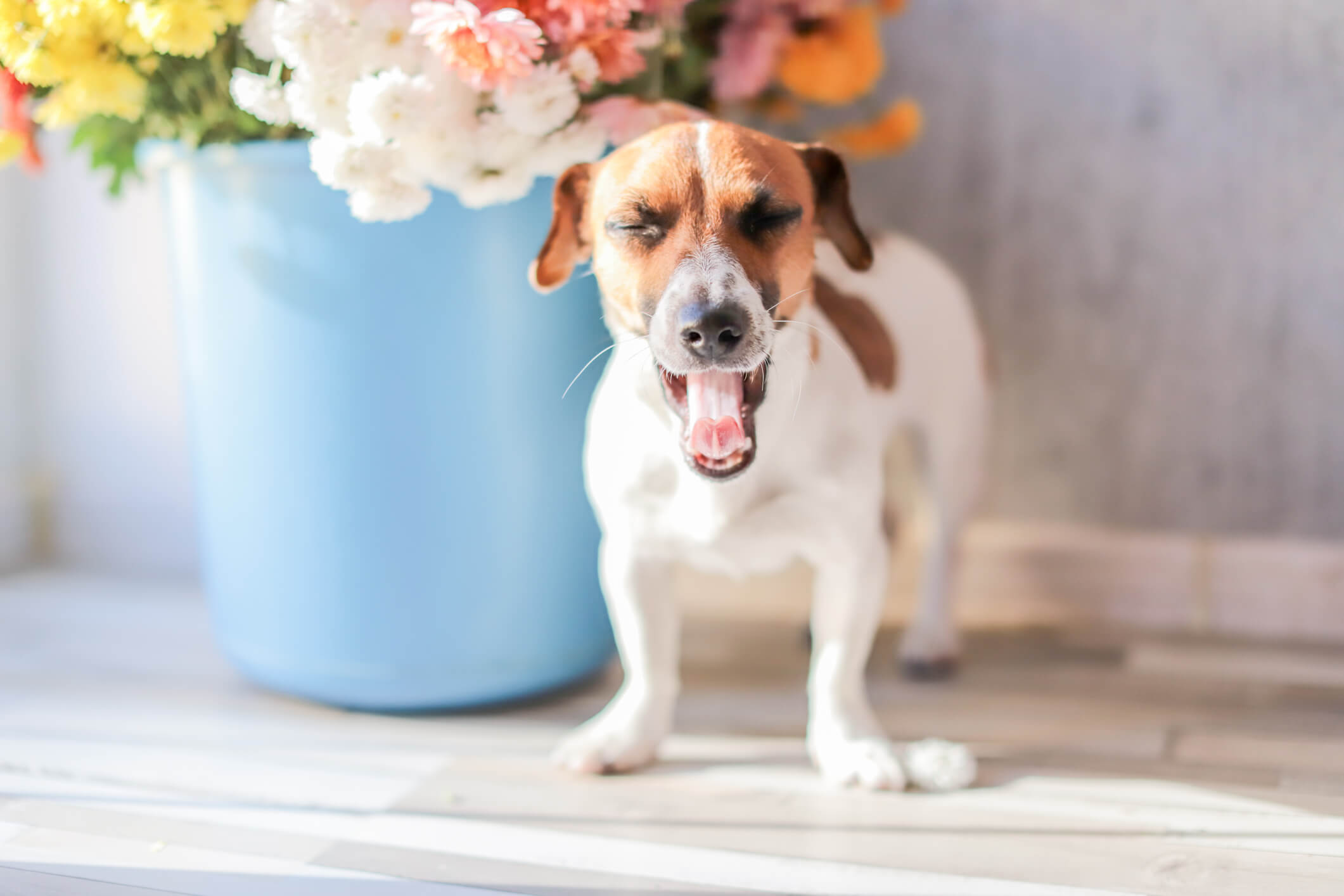 A dog sneezing.