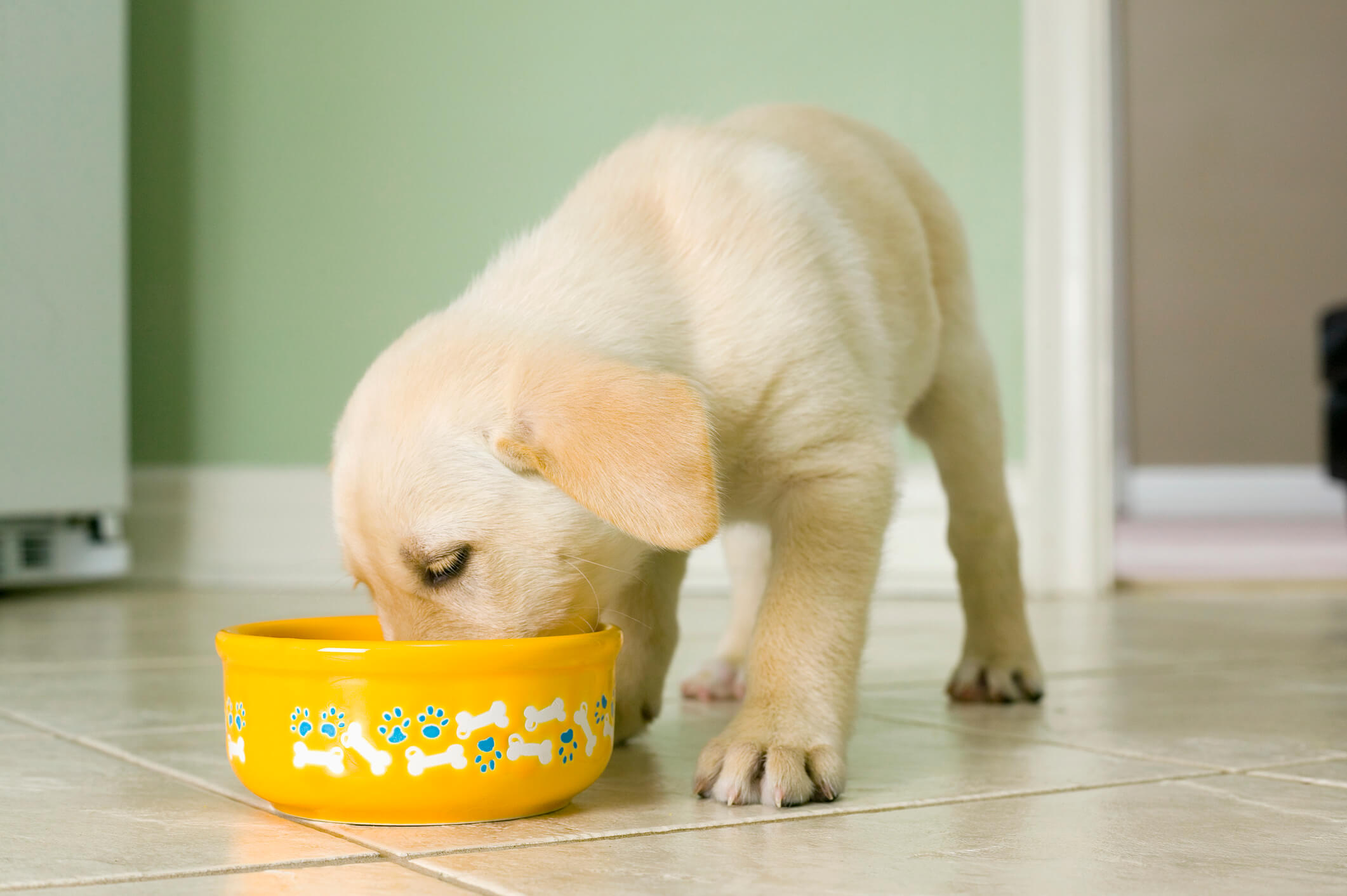 Of Puppy having food from his bow