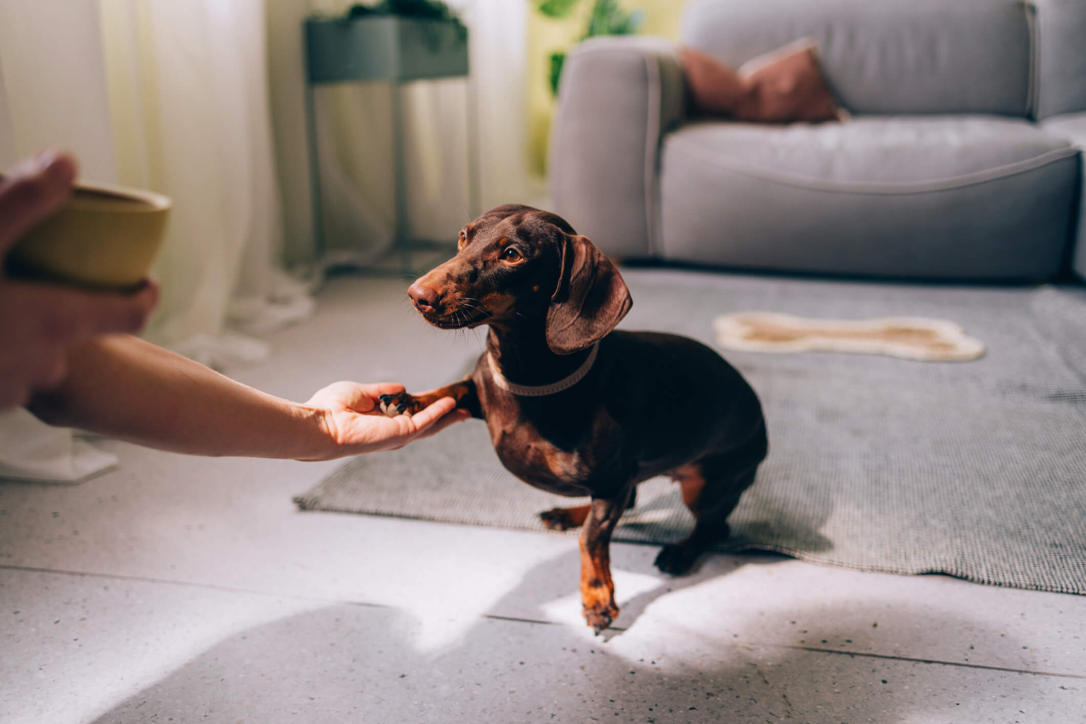 Pet dog receives a treat from its owner's hand after showing pet obedience