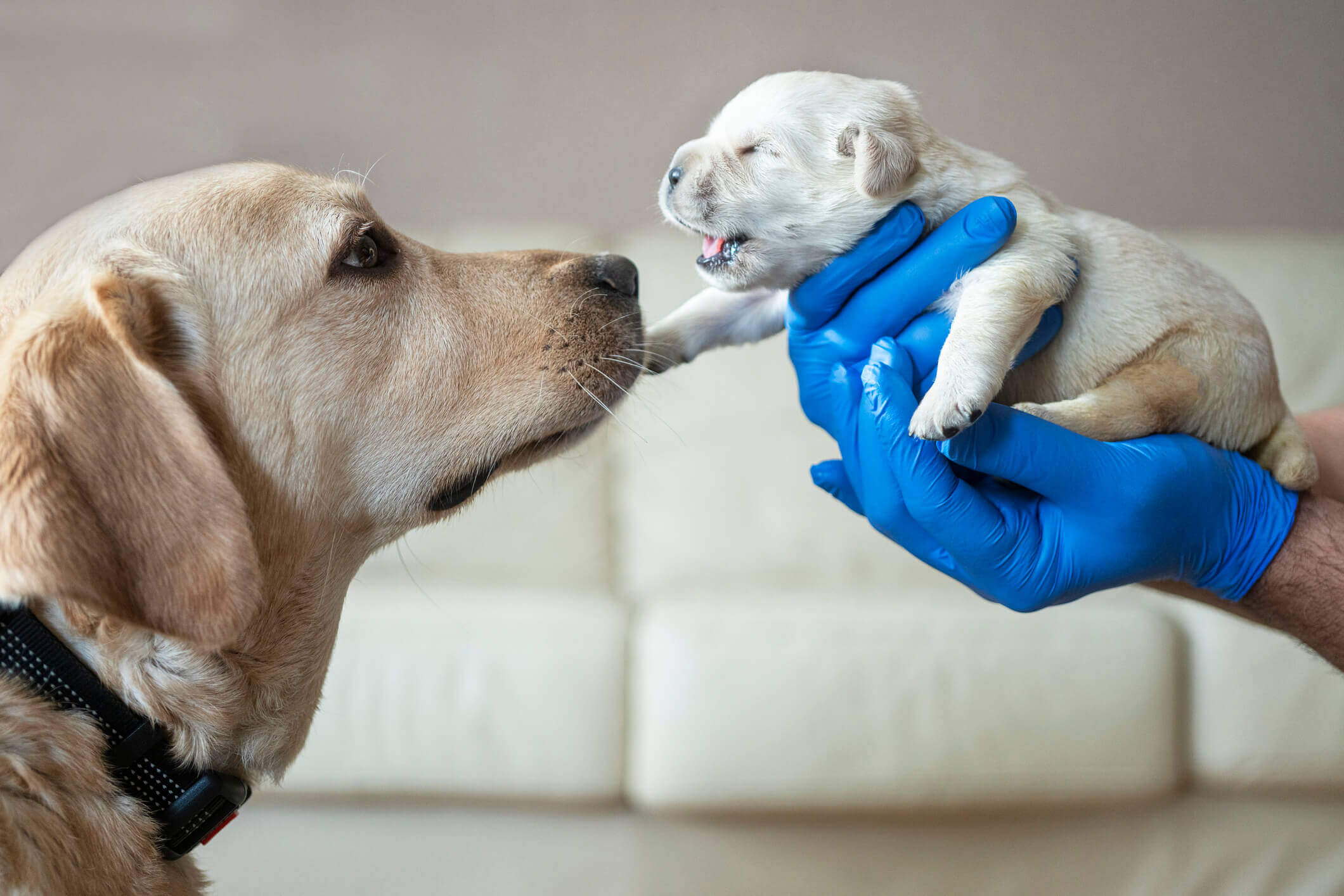 Labrador Puppy Eating pet food from a bowl