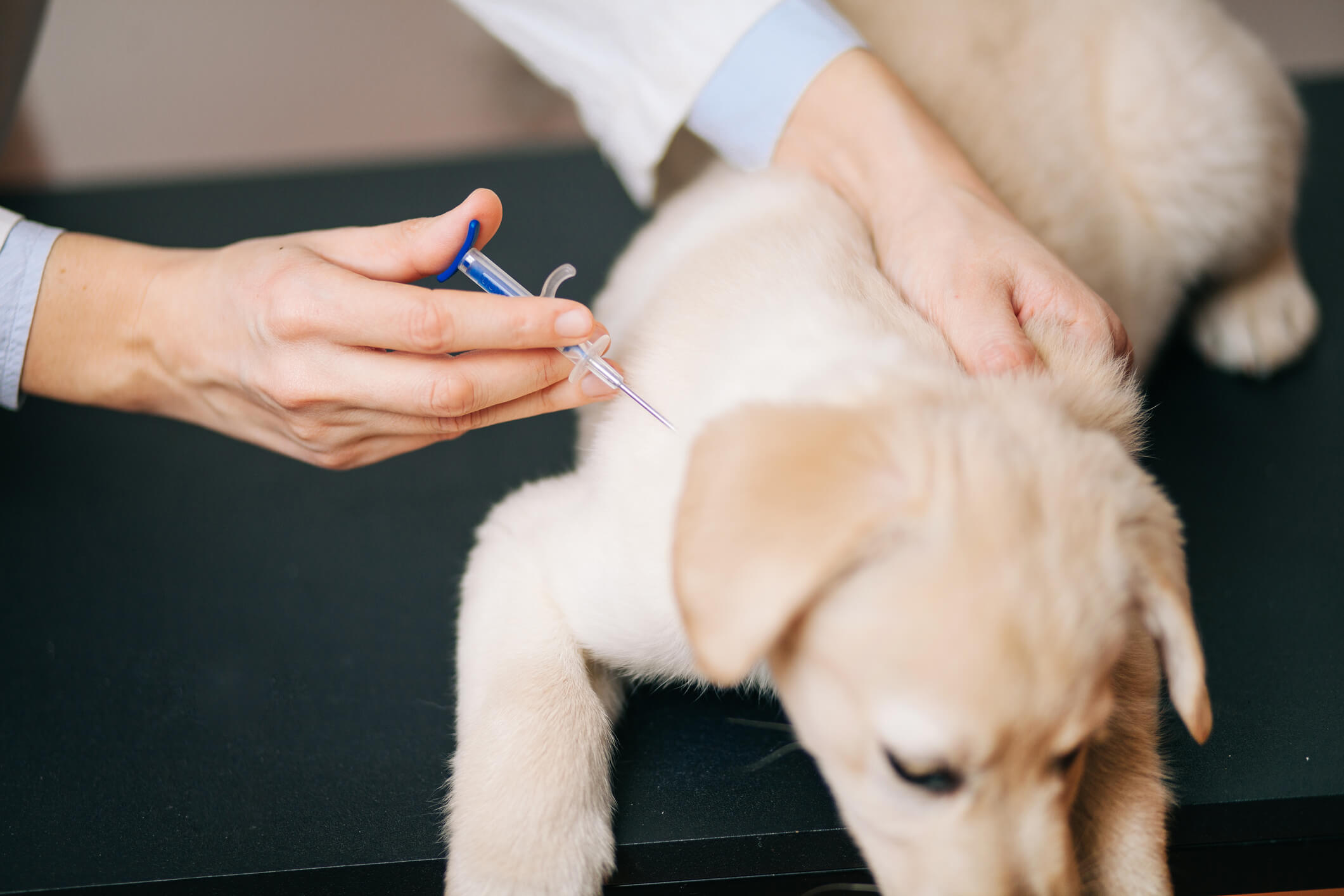 Vet giving vaccine to a puppy
