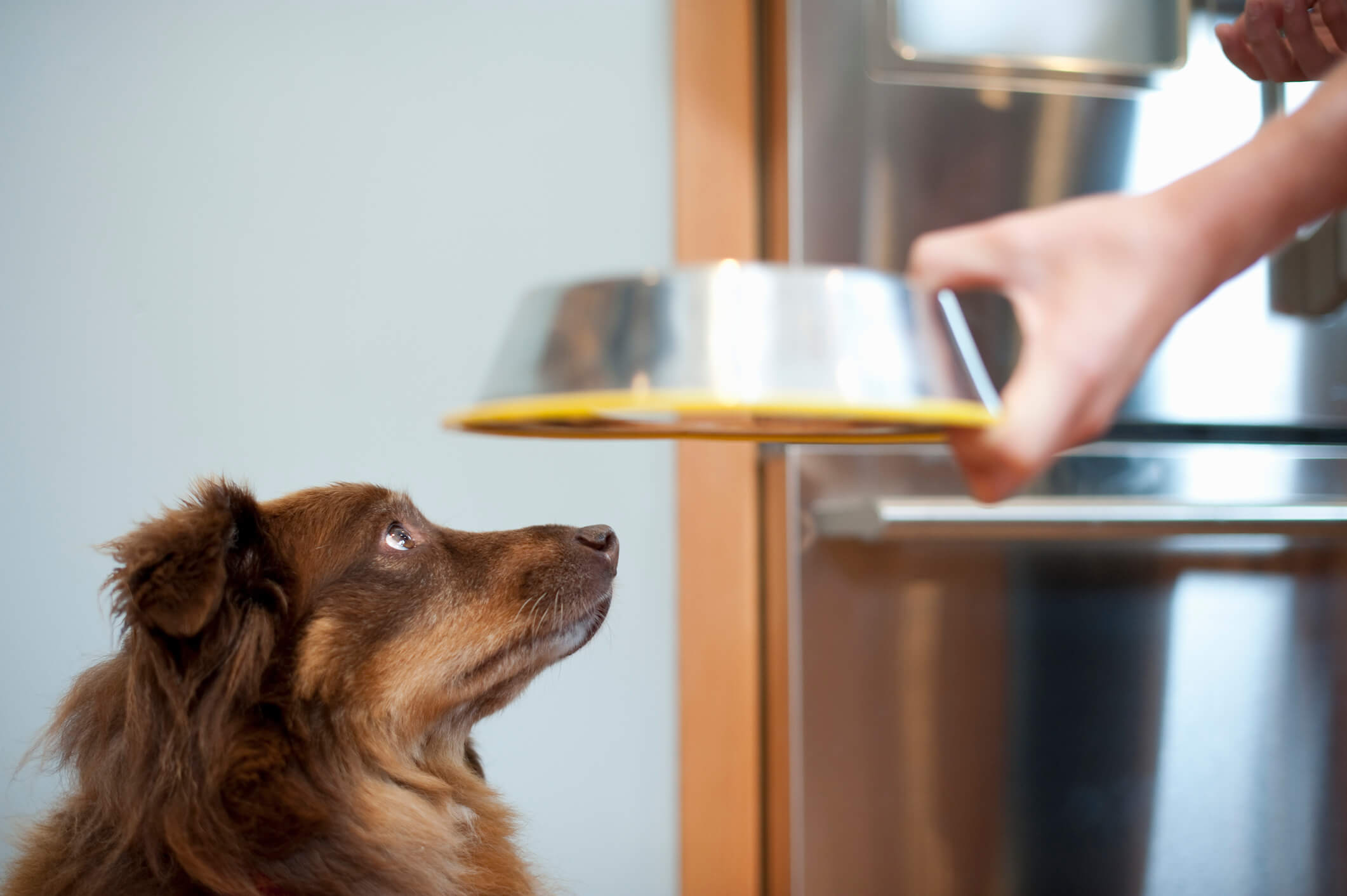 Pet Dog Getting fed
