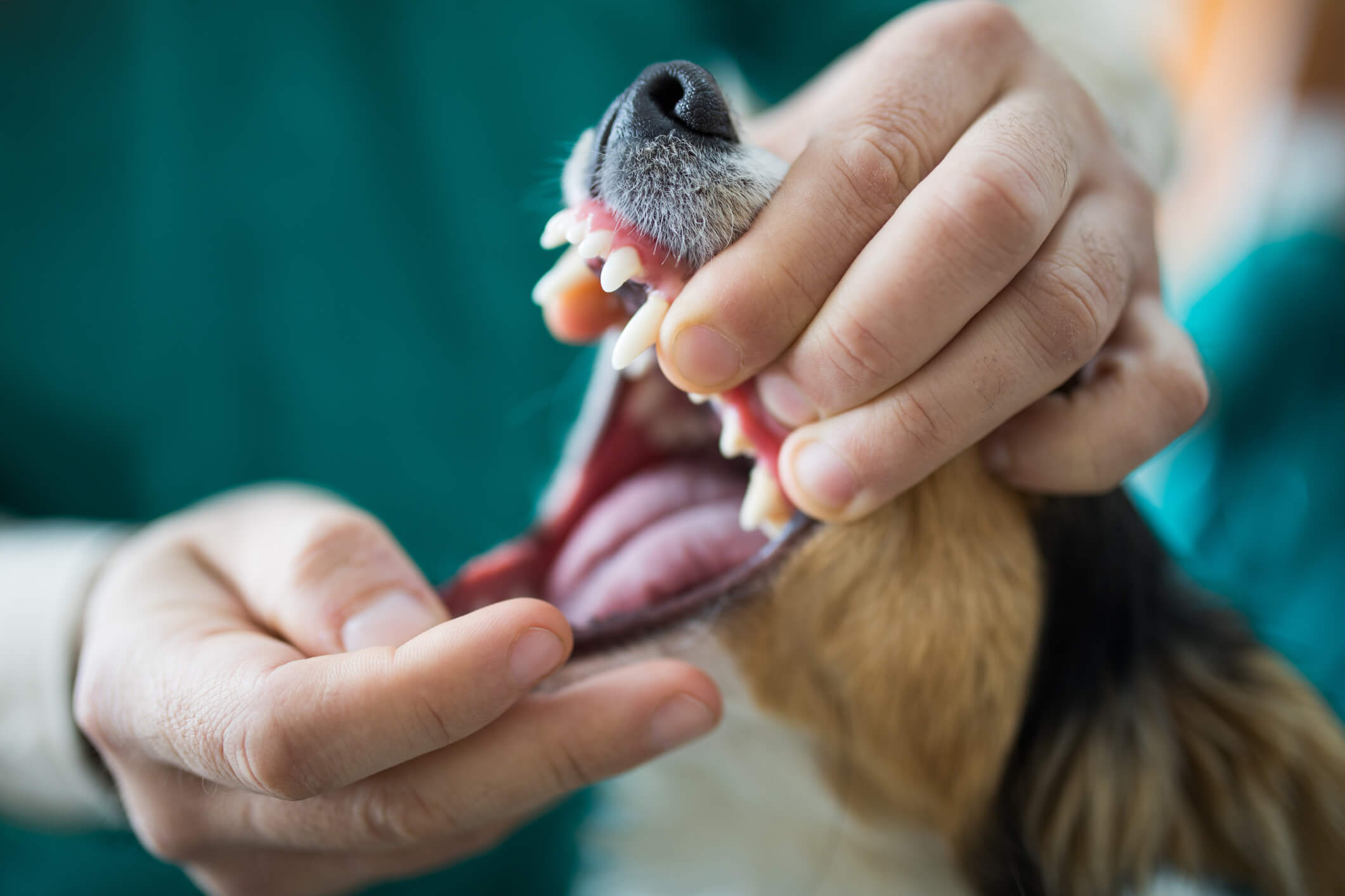 Close up of unrecognizable veterinarian examining dog's teeth.