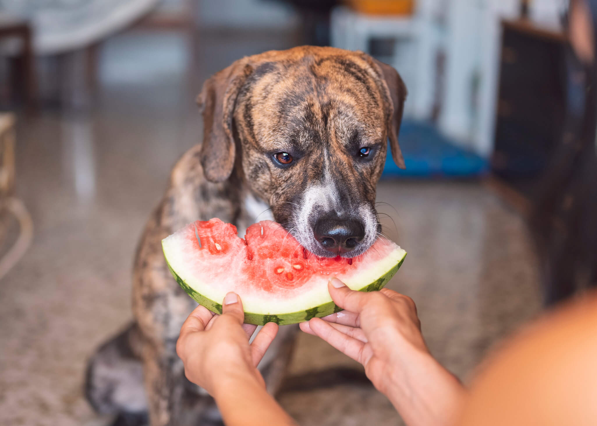Dog at home in summer eating watermelon