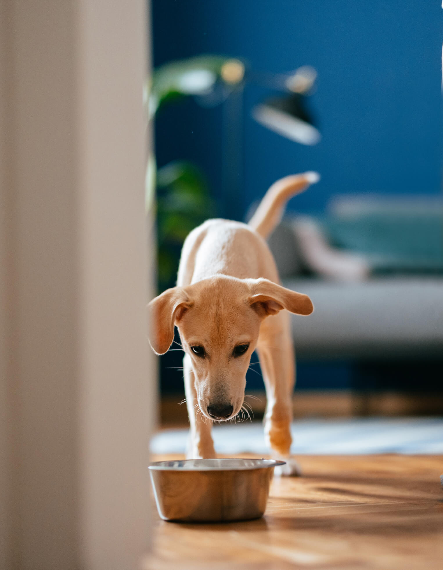 An Adolescent dog having pet food