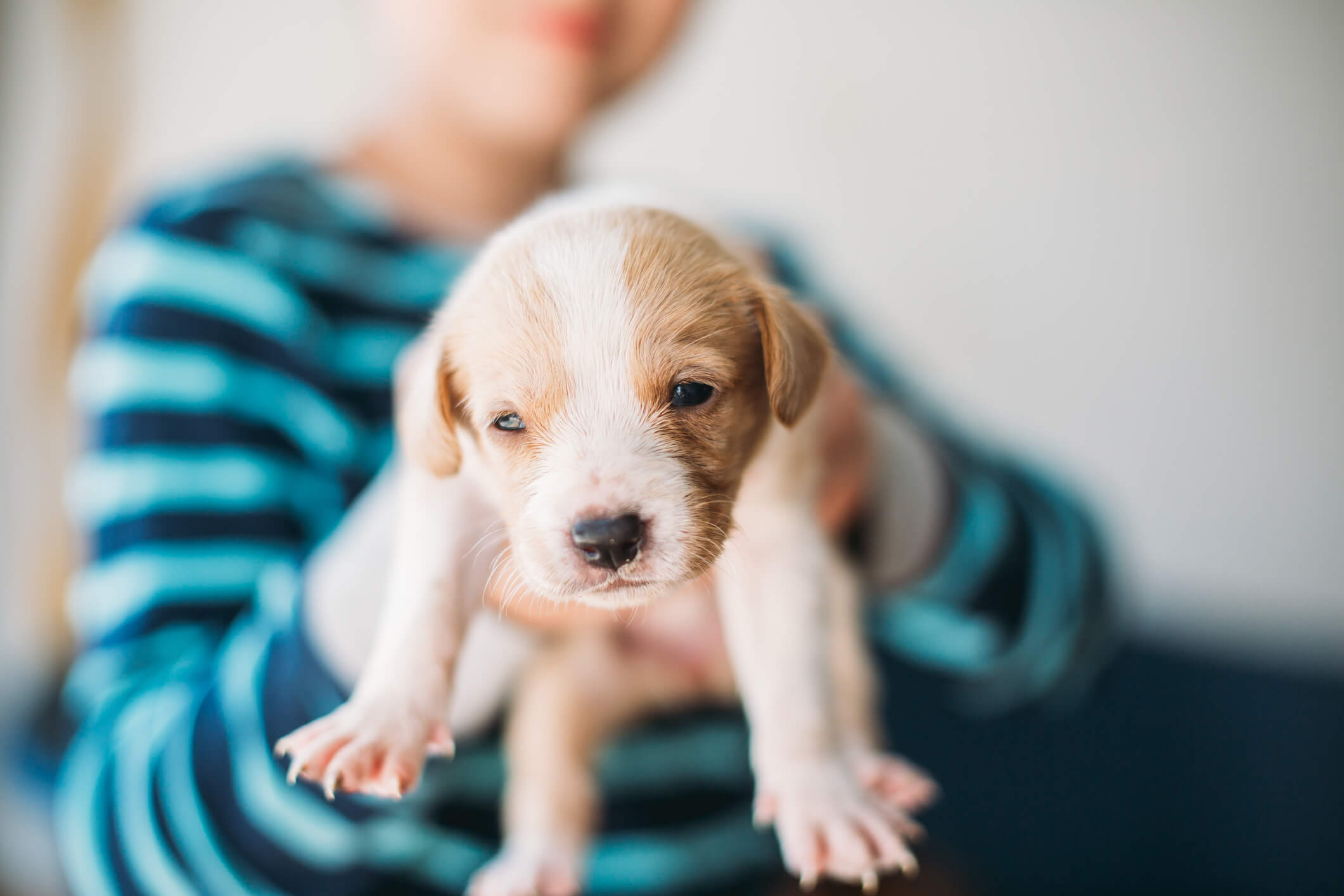 Kid holding a puppy