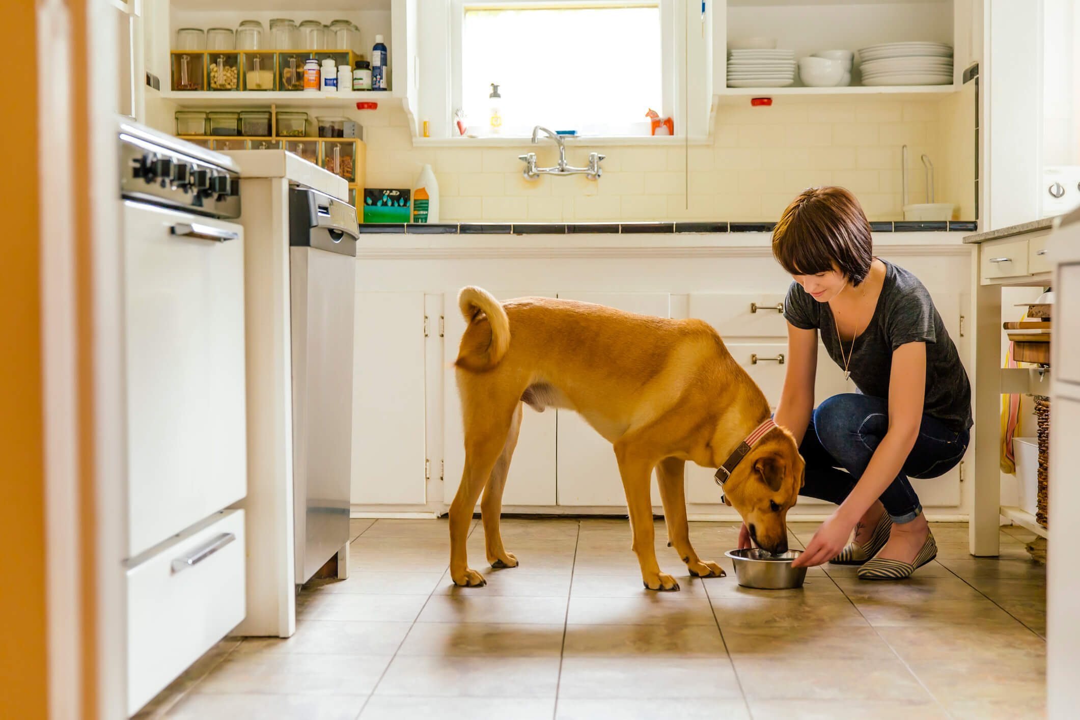 woman feeding dog in kitchen