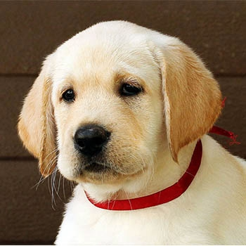 Image of dog
