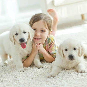Image of two dogs