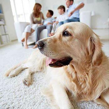 Image of dog with people