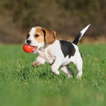 Image of dog