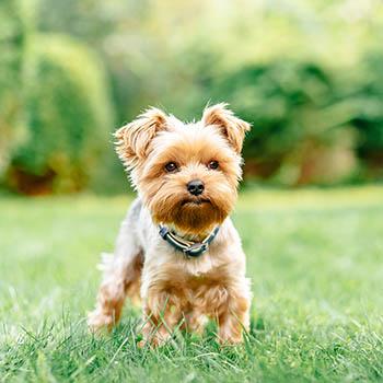Image of dog