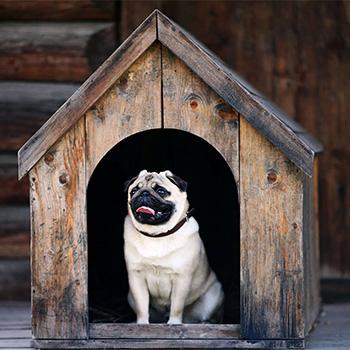Image of dog