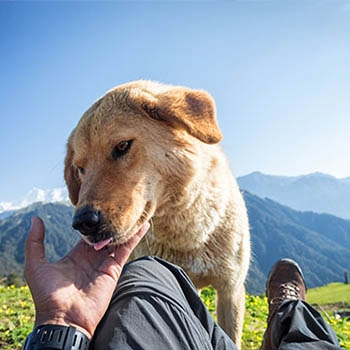 Image of dog