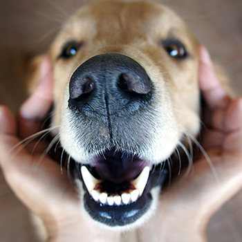 Image of dog