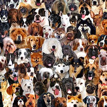 Image of dogs