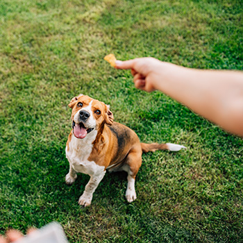 Image of dog