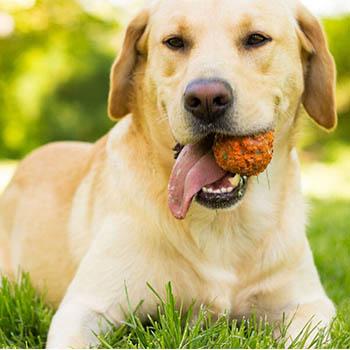 Image of dog