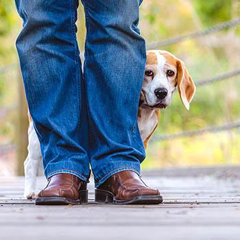 Image of dog