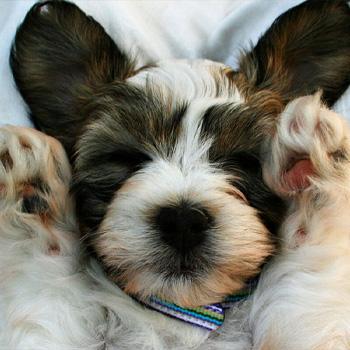 Image of dog