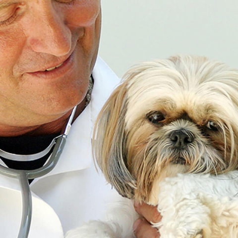 Image of dog