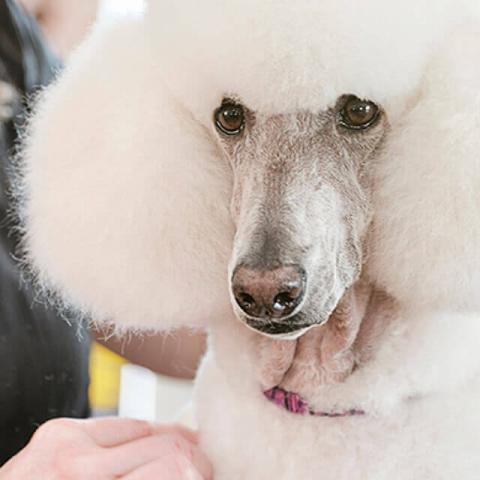 poodle