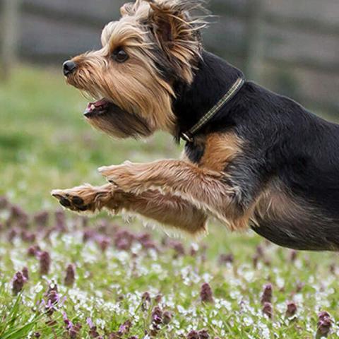 yorkie
