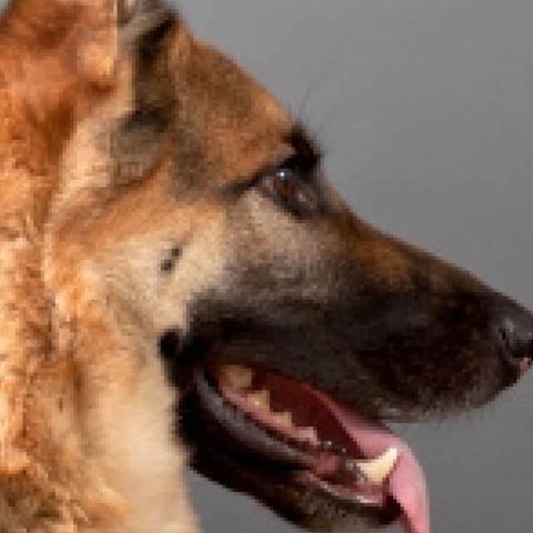 Image of dog