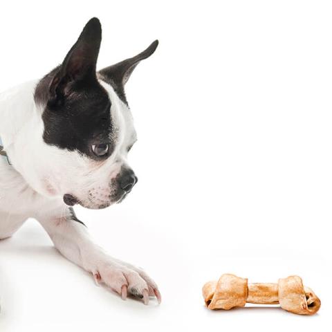 Image of dog with toy