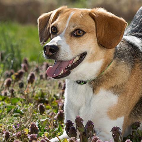 Image of dog