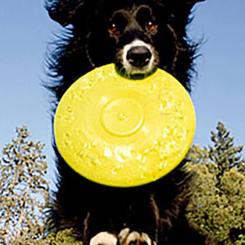 Image of dog with toy