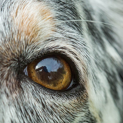 Image of dog