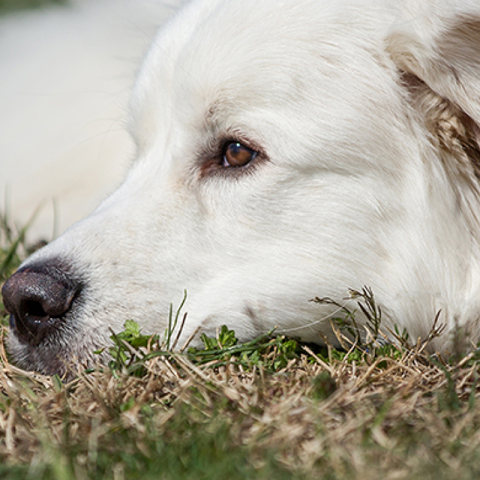Image of dog