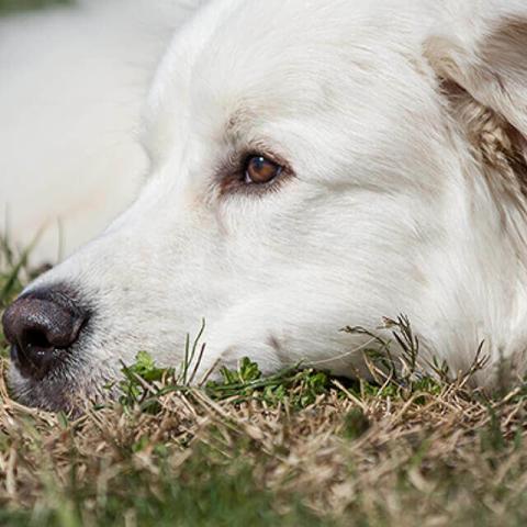 Image of dog