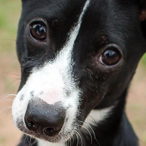 Image of dog