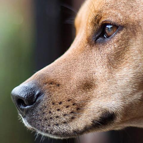 Image of dog
