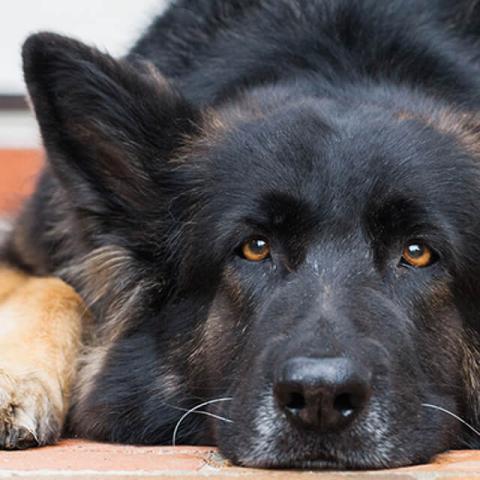 Image of dog