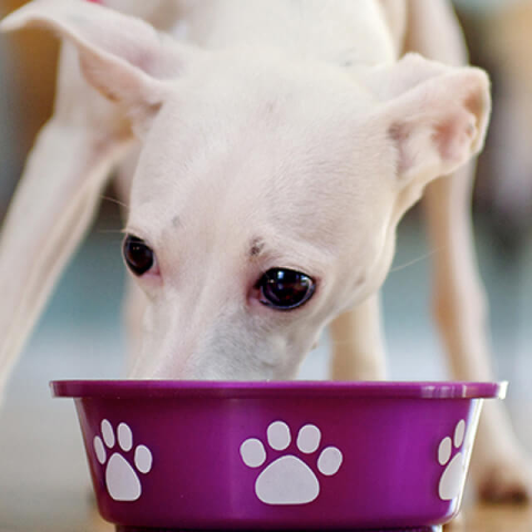 Image of dog