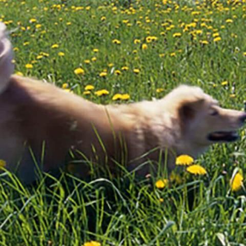 Image of dog