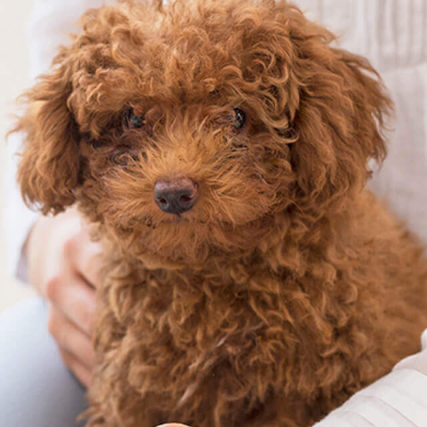 Image of dog