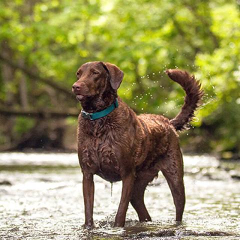 Image of dog