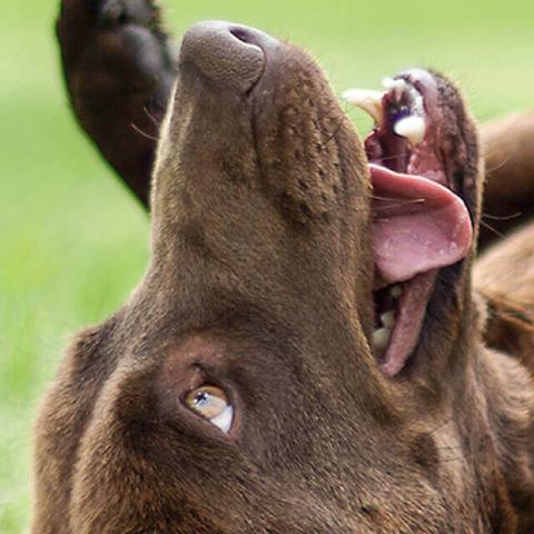 Image of dog